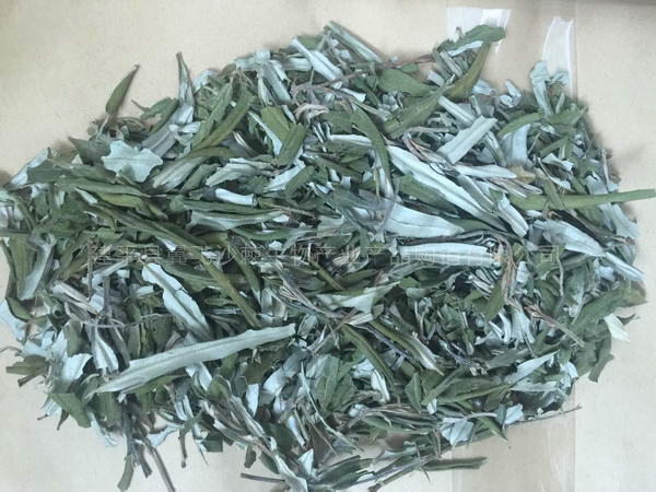 沙棘嫩葉